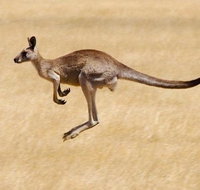 Koalas and Kangaroo in the Wild Tour from Melbourne - Australia Accommodation