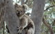 Koalas And Kangaroo In The Wild Tour From Melbourne - thumb 21