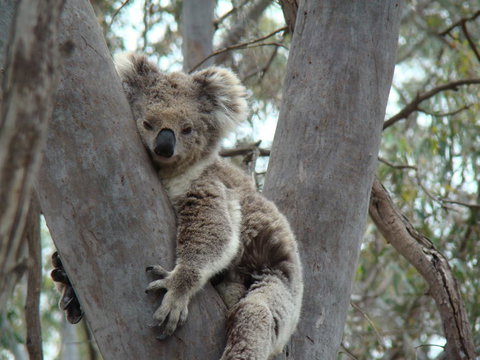 Koalas And Kangaroo In The Wild Tour From Melbourne - Australia Accommodation 21