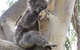 Koalas And Kangaroo In The Wild Tour From Melbourne - thumb 17