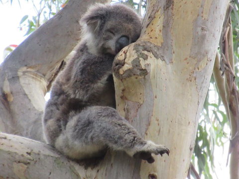 Koalas And Kangaroo In The Wild Tour From Melbourne - Australia Accommodation 17