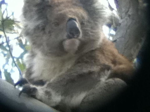 Koalas And Kangaroo In The Wild Tour From Melbourne - Australia Accommodation 20
