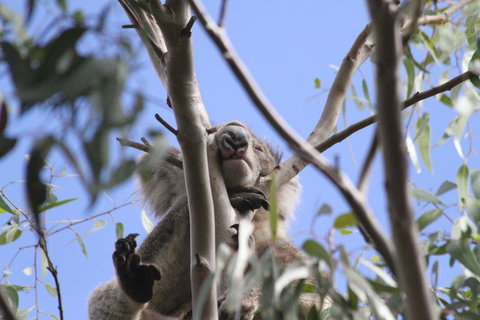 Koalas And Kangaroo In The Wild Tour From Melbourne - Australia Accommodation 10