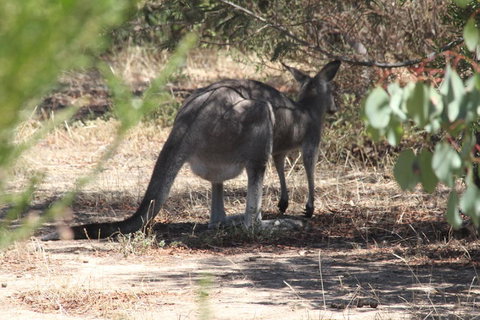 Koalas And Kangaroo In The Wild Tour From Melbourne - Australia Accommodation 3
