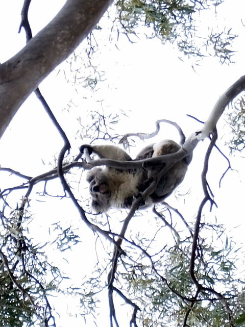 Koalas And Kangaroo In The Wild Tour From Melbourne - Australia Accommodation 2