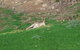 Koalas And Kangaroo In The Wild Tour From Melbourne - thumb 16
