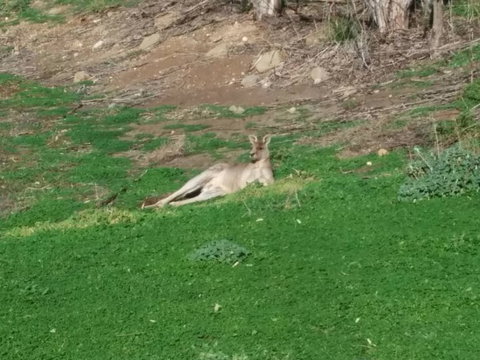 Koalas And Kangaroo In The Wild Tour From Melbourne - Australia Accommodation 16