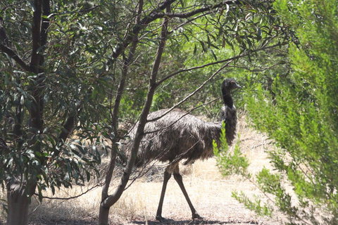 Koalas And Kangaroo In The Wild Tour From Melbourne - Australia Accommodation 7
