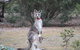 Koalas And Kangaroo In The Wild Tour From Melbourne - thumb 23