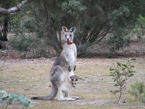 Koalas And Kangaroo In The Wild Tour From Melbourne - Australia Accommodation 23