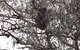 Koalas And Kangaroo In The Wild Tour From Melbourne - thumb 13