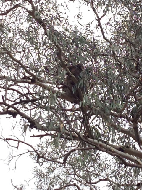 Koalas And Kangaroo In The Wild Tour From Melbourne - Australia Accommodation 13