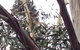 Koalas And Kangaroo In The Wild Tour From Melbourne - thumb 12