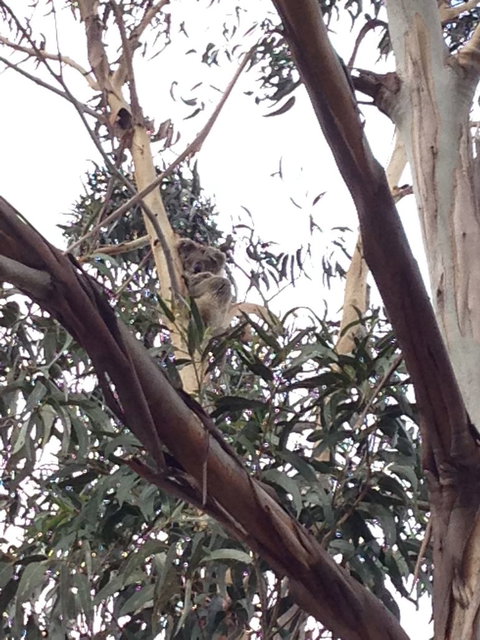 Koalas And Kangaroo In The Wild Tour From Melbourne - Australia Accommodation 12