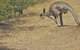 Koalas And Kangaroo In The Wild Tour From Melbourne - thumb 18