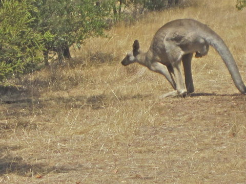 Koalas And Kangaroo In The Wild Tour From Melbourne - Australia Accommodation 18