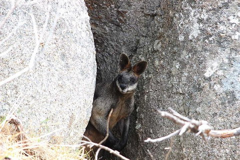 Koalas And Kangaroo In The Wild Tour From Melbourne - Australia Accommodation 27