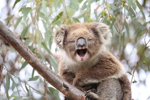 Koalas And Kangaroo In The Wild Tour From Melbourne - Australia Accommodation 28