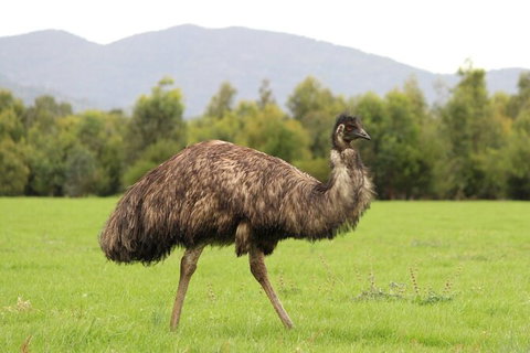 Koalas And Kangaroo In The Wild Tour From Melbourne - Australia Accommodation 29