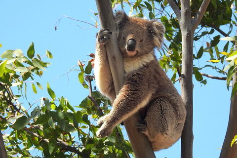 Koalas And Kangaroo In The Wild Tour From Melbourne - Australia Accommodation 31