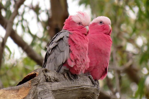 Koalas And Kangaroo In The Wild Tour From Melbourne - Australia Accommodation 35