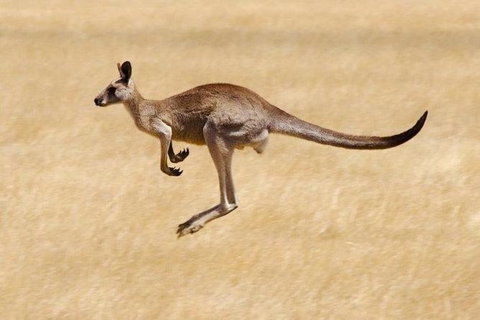 Koalas And Kangaroo In The Wild Tour From Melbourne - Australia Accommodation 26