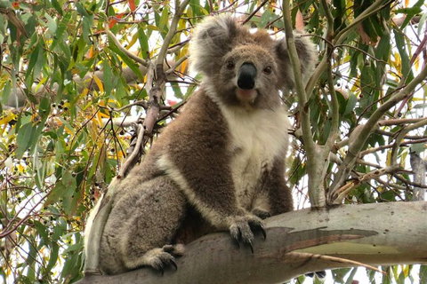 Koalas And Kangaroo In The Wild Tour From Melbourne - Australia Accommodation 34