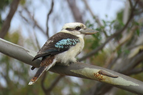 Koalas And Kangaroo In The Wild Tour From Melbourne - Australia Accommodation 33