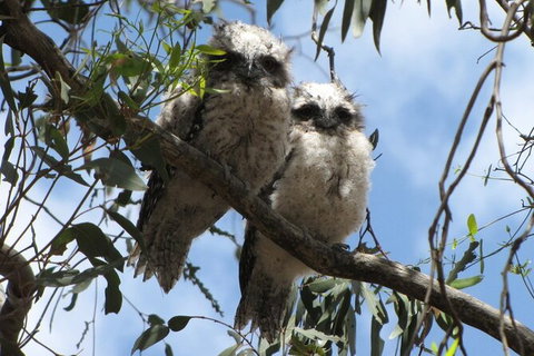 Koalas And Kangaroo In The Wild Tour From Melbourne - Australia Accommodation 36