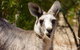 Koalas And Kangaroo In The Wild Tour From Melbourne - thumb 32