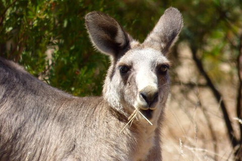 Koalas And Kangaroo In The Wild Tour From Melbourne - Australia Accommodation 32