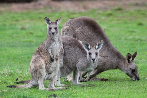 Koalas And Kangaroo In The Wild Tour From Melbourne - Australia Accommodation 38