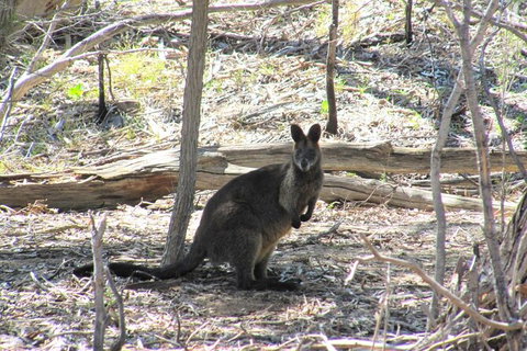 Koalas And Kangaroo In The Wild Tour From Melbourne - Australia Accommodation 37