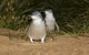 Express Expedition To Phillip Island Penguin Wildlife Encounter Evening Tour - thumb 0