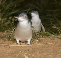 Express Expedition to Phillip Island Penguin Wildlife Encounter Evening Tour - Australia Accommodation