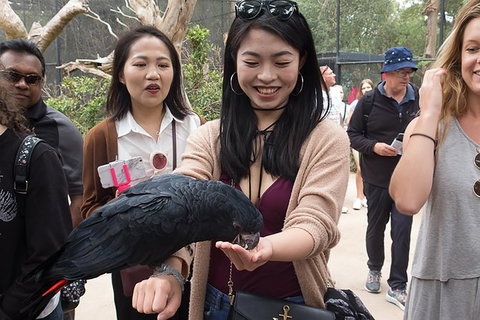 Puffing Billy, Moonlit Sanctuary & Penguins Day Tour - Australia Accommodation 0