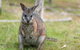 Puffing Billy, Moonlit Sanctuary & Penguins Day Tour - thumb 16