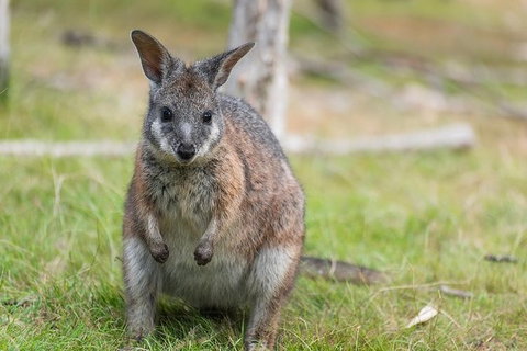 Puffing Billy, Moonlit Sanctuary & Penguins Day Tour - Australia Accommodation 16