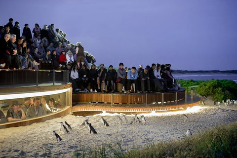 Puffing Billy, Moonlit Sanctuary & Penguins Day Tour - Australia Accommodation 10