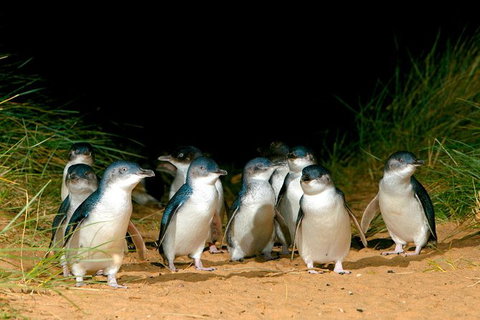 Puffing Billy, Moonlit Sanctuary & Penguins Day Tour - Australia Accommodation 12
