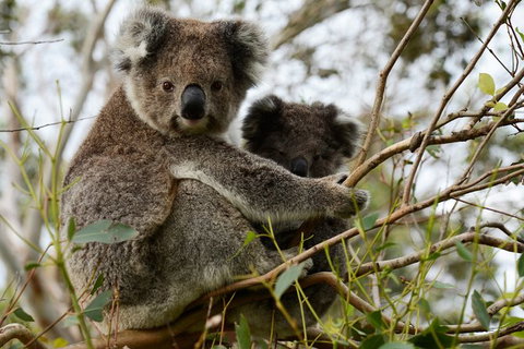 Puffing Billy, Moonlit Sanctuary & Penguins Day Tour - Australia Accommodation 8