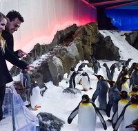 Penguin Passport at SEA LIFE Melbourne Aquarium - Australia Accommodation