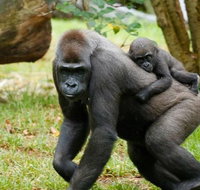 Melbourne Zoo General Entry Ticket - Australia Accommodation