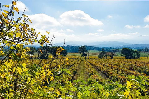 Alternative Yarra Valley Wine Tasting Tour Departing From Melbourne - Australia Accommodation 4