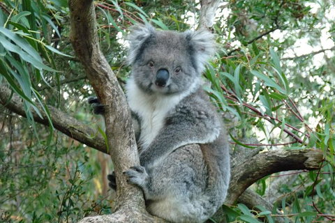 Melbourne Combo: Great Ocean Road Tour And Phillip Island Penguin Parade Tour - Australia Accommodation 1
