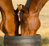 Champion Racehorse Tour with Beer and Wine Tasting - Australia Accommodation