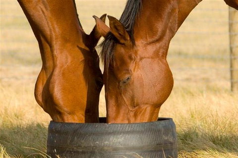 Champion Racehorse Tour With Beer And Wine Tasting - Australia Accommodation 0