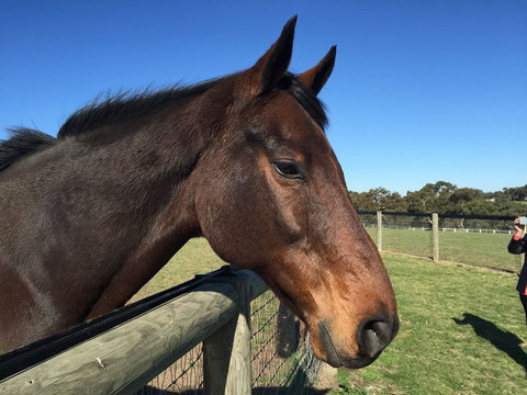 Champion Racehorse Tour With Beer And Wine Tasting - Australia Accommodation 5
