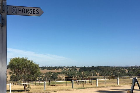Champion Racehorse Tour With Beer And Wine Tasting - Australia Accommodation 7