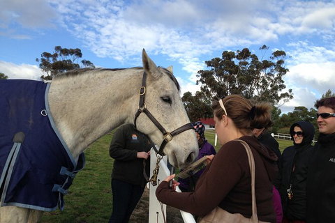 Champion Racehorse Tour With Beer And Wine Tasting - Australia Accommodation 9